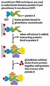 GST pull-down assay GST pull-down assay