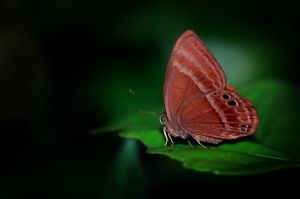 梯翅褐蜆蝶 梯翅褐蜆蝶