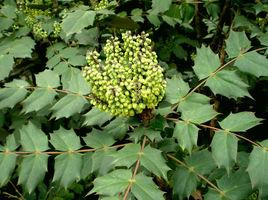 十大功勞葉[毛茛目小檗科植物]