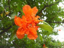 重瓣石榴 重瓣石榴