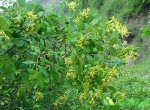 圓葉忍冬 圓葉忍冬