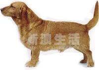 布列塔尼矮腿獵犬