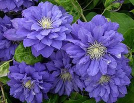 重瓣鐵線蓮 重瓣鐵線蓮