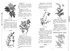 蔓生合耳菊 蔓生合耳菊