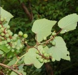 華東葡萄 華東葡萄