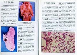 羊鏈球菌 羊鏈球菌