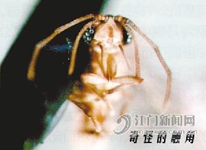 捻翅蟲寄生 捻翅蟲寄生