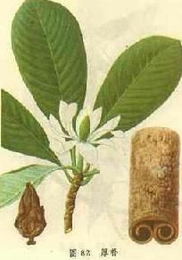 黃連,厚朴 黃連,厚朴