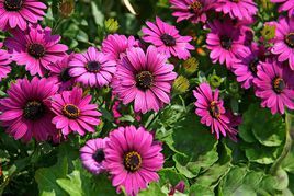 非洲萬壽菊 非洲萬壽菊