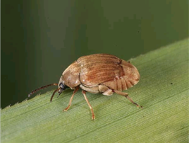 皂角豆象 皂角豆象