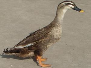 樅陽媒鴨 樅陽媒鴨