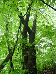 馬坡水庫生態森林 馬坡水庫生態森林