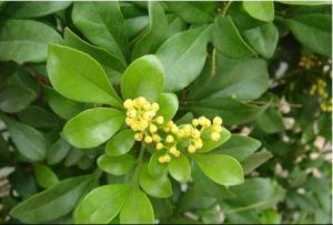 夜香樹屬 夜香樹屬