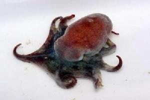 南極章魚