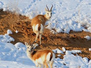 安南壩野駱駝自然保護區