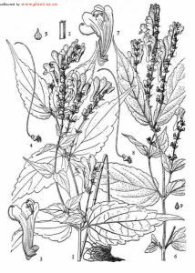 斜葉尾葉黃芩 斜葉尾葉黃芩