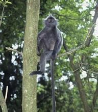 德賴灰葉猴 德賴灰葉猴