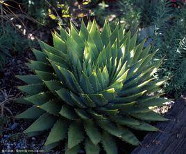 多葉蘆薈 多葉蘆薈