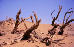 枯木死灰 枯木死灰