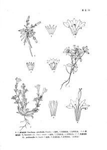 草甸龍膽 草甸龍膽