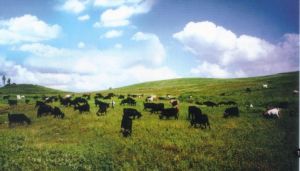 放馬坪高原草場 放馬坪高原草場