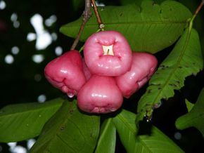 水晶蒲桃 水晶蒲桃