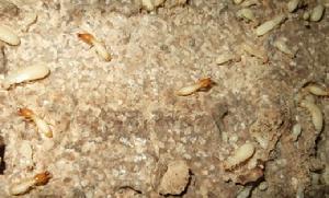 （圖）大家白蟻