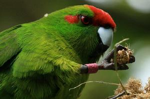 紅額鸚鵡 紅額鸚鵡