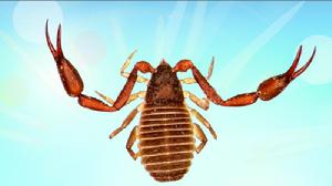 強壯暴偽蠍 強壯暴偽蠍