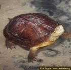 艾氏擬水龜 艾氏擬水龜