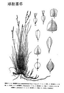 球柱薹草