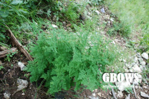 腺毛唐松草 腺毛唐松草