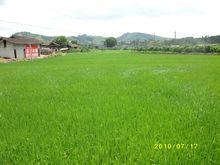 種滿水稻的池塘