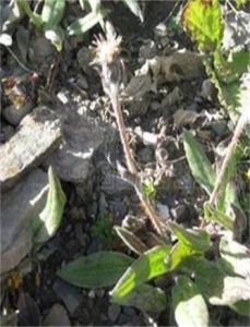 小花肋柱花 小花肋柱花