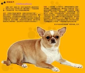 不列塔尼獵犬
