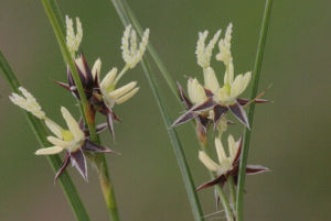 西南燈心草 西南燈心草