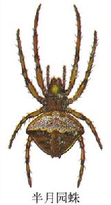 半月園蛛