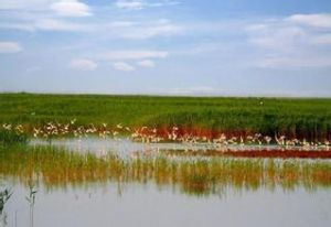 尖形三角洲 尖形三角洲