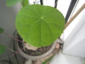 寬葉扁蕾 寬葉扁蕾