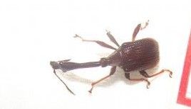 長頭短尖卷象 長頭短尖卷象