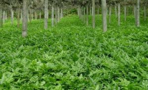 唐松草亞屬 唐松草亞屬