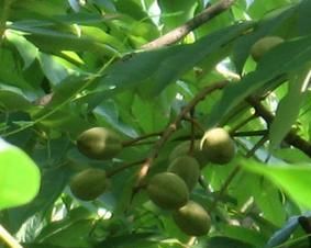 國家二級保護植物 國家二級保護植物