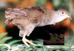 紅胸苦惡鳥 紅胸苦惡鳥