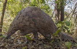 地穿山甲屬 地穿山甲屬