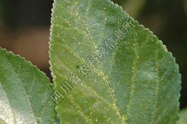 桑花葉病 桑花葉病