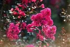 天鵝絨紫薇 天鵝絨紫薇