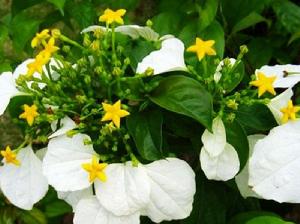 闊瓣茜草 闊瓣茜草