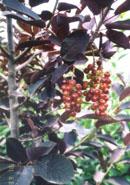 彩葉桂櫻 彩葉桂櫻