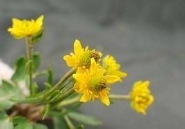 圓裂毛茛 圓裂毛茛