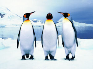 王企鵝屬 王企鵝屬